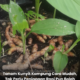 Pokok kunyit kampung ditanam di dalam pasu dengan daun hijau subur untuk kegunaan dapur harian.