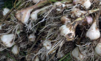 Pokok bawang putih ditanam di dalam pasu dengan daun hijau tumbuh subur di kawasan rumah