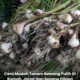 Pokok bawang putih ditanam di dalam pasu dengan daun hijau tumbuh subur di kawasan rumah