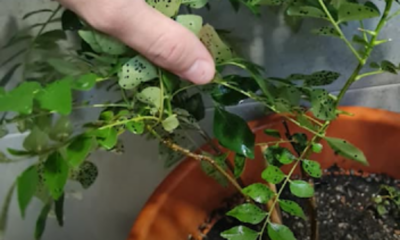 Daun pokok kari yang terkena bintik hitam sebelum dirawat di halaman rumah