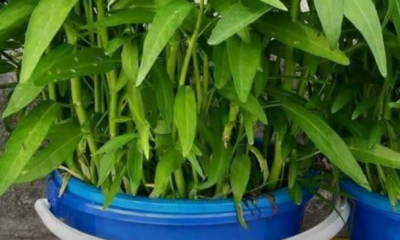 Kangkung segar subur ditanam secara hidroponik di rumah