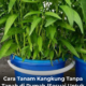Kangkung segar subur ditanam secara hidroponik di rumah