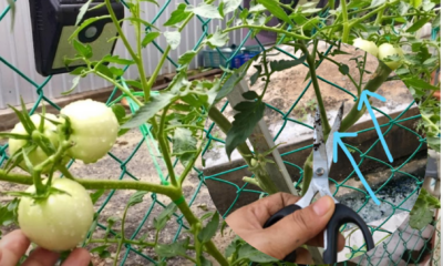 Keratan tunas air pokok tomato sedang ditanam dalam tanah untuk menghasilkan pokok tomato baharu tanpa menggunakan biji benih.