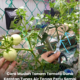 Keratan tunas air pokok tomato sedang ditanam dalam tanah untuk menghasilkan pokok tomato baharu tanpa menggunakan biji benih.