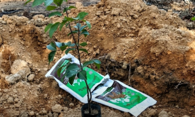 Ilustrasi kebun tanaman dengan petani menanam pokok pada hari sesuai mengikut kalendar Islam berdasarkan petua orang lama.