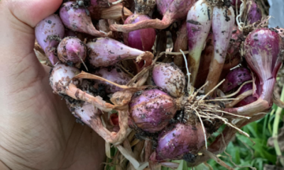 Pokok bawang merah sedang tumbuh subur di dalam tanah campuran di kawasan rumah dengan daun hijau segar sebelum dituai.