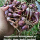 Pokok bawang merah sedang tumbuh subur di dalam tanah campuran di kawasan rumah dengan daun hijau segar sebelum dituai.