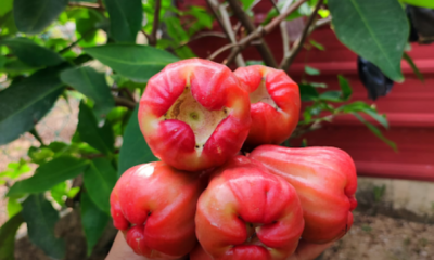 Pokok jambu madu dalam pasu yang subur dan sedang berbunga serta berbuah selepas menggunakan teknik cantasan dan baja buah.