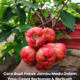 Pokok jambu madu dalam pasu yang subur dan sedang berbunga serta berbuah selepas menggunakan teknik cantasan dan baja buah.