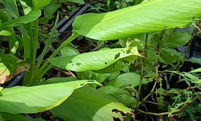 Daun pokok sayur berlubang akibat serangan ulat dan serangga perosak di kebun rumah.