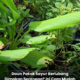 Daun pokok sayur berlubang akibat serangan ulat dan serangga perosak di kebun rumah.