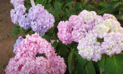 Pokok bunga Siti Zubaidah (Hydrangea) yang berbunga cantik berwarna-warni di taman rumah tetapi mengandungi bahan beracun yang perlu diberi perhatian.