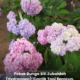 Pokok bunga Siti Zubaidah (Hydrangea) yang berbunga cantik berwarna-warni di taman rumah tetapi mengandungi bahan beracun yang perlu diberi perhatian.