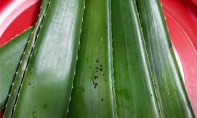 Jeli aloe vera yang dipotong kecil dan dicampurkan dalam minuman sejuk seperti sirap atau air buah untuk rasa segar dan sihat.