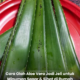 Jeli aloe vera yang dipotong kecil dan dicampurkan dalam minuman sejuk seperti sirap atau air buah untuk rasa segar dan sihat.