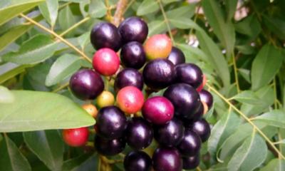 Buah pokok kari matang di pokok yang boleh dijadikan benih semaian