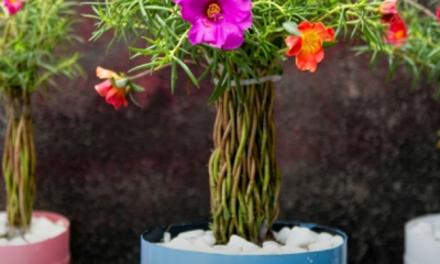 Bunga Rose Jepun berwarna-warni yang sedang mekar di taman rumah
