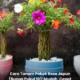 Bunga Rose Jepun berwarna-warni yang sedang mekar di taman rumah