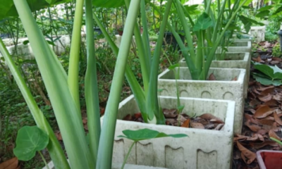 Pokok keladi lambok yang subur dan tinggi di kawasan rumah