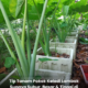 Pokok keladi lambok yang subur dan tinggi di kawasan rumah
