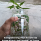 Keratan batang daun kesum yang direndam dalam air untuk mengeluarkan akar