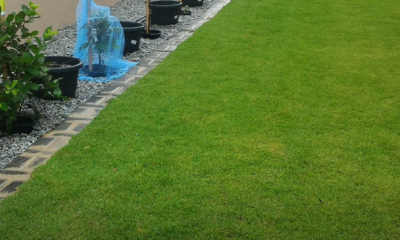 Penjagaan rumput Philippines di laman rumah yang menghijau, termasuk pemotongan, pembajaan dan siraman untuk hasil rumput yang rapat dan subur.