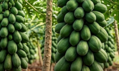 Cara menanam pokok betik supaya tumbuh rendah dan berbuah lebat dengan teknik penanaman, siraman dan pemilihan benih yang betul di kebun rumah.
