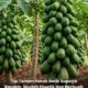 Cara menanam pokok betik supaya tumbuh rendah dan berbuah lebat dengan teknik penanaman, siraman dan pemilihan benih yang betul di kebun rumah.