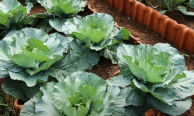 5 sisa dapur seperti kulit telur, air basuhan beras, kulit pisang, kulit kentang dan hampas kopi yang digunakan sebagai baja semula jadi untuk menyuburkan pokok.