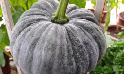 Buah labu muda terbentuk pada pokok labu yang sihat