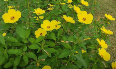 Pokok bunga Turnera atau bunga Pukul 10 yang ditanam di kawasan kebun sebagai kawalan biologi semula jadi untuk menghalang perosak dan haiwan liar.