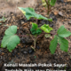 Pokok sayur dengan daun hijau gelap tanda terlebih baja
