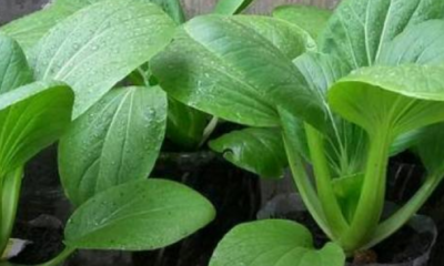 Pokok sayur dalam polibeg disiram pada waktu pagi sebelum jam 9 untuk membantu penyerapan air yang lebih baik.