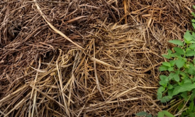 Rumput yang dicabut dari sekitar rumah dikumpulkan untuk dijadikan baja semula jadi.