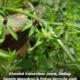 Pokok ketumbar jawa segar yang digunakan dalam masakan dan petua tradisional untuk batuk berkahak.