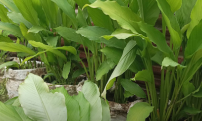 Pokok kunyit subur ditanam dalam karung di laman rumah dengan daun yang hijau dan merimbun.