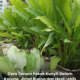 Pokok kunyit subur ditanam dalam karung di laman rumah dengan daun yang hijau dan merimbun.