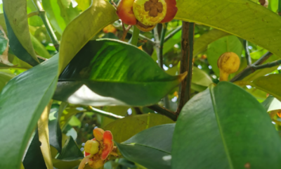 Pokok buah lebat daun tetapi tidak menghasilkan buah di dusun rumah