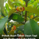 Pokok buah lebat daun tetapi tidak menghasilkan buah di dusun rumah
