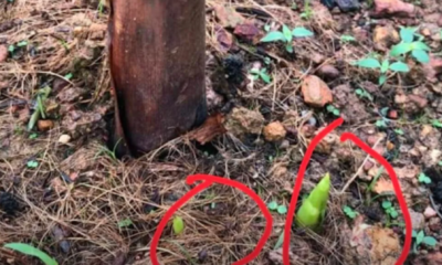Rizom pokok kantan yang baru ditanam di dalam tanah sebelum mengeluarkan tunas.