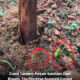 Rizom pokok kantan yang baru ditanam di dalam tanah sebelum mengeluarkan tunas.
