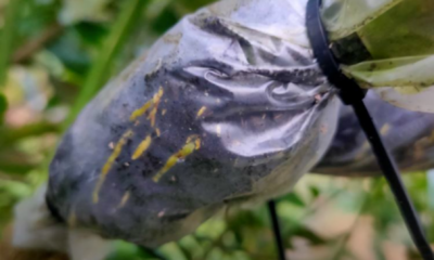 Balutan plastik pada dahan limau kasturi yang sedang membentuk akar melalui teknik marcotting.