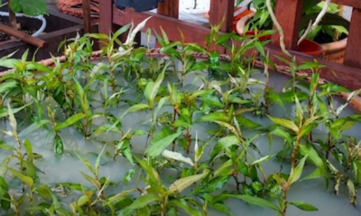 Keratan pucuk pokok kesum ditanam dalam bekas berisi tanah yang ditenggelami air.