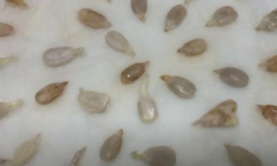 Biji benih bunga matahari disusun di atas tisu lembap untuk proses percambahan.