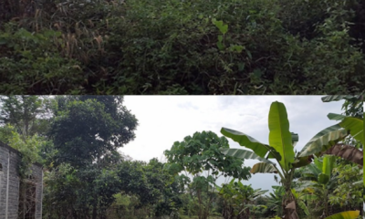 Penggunaan mesin rumput dengan tali nylon untuk memotong rumput biasa di kawasan laman rumah.