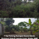 Penggunaan mesin rumput dengan tali nylon untuk memotong rumput biasa di kawasan laman rumah.
