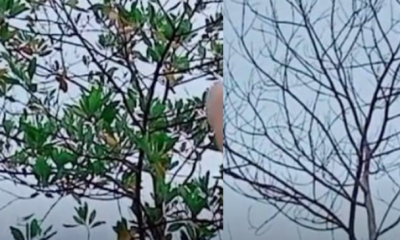 Proses membuat lubang pada batang pokok besar menggunakan gerudi tangan untuk kaedah rawatan pokok.