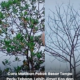 Proses membuat lubang pada batang pokok besar menggunakan gerudi tangan untuk kaedah rawatan pokok.