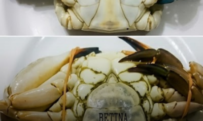 Ketam segar di pasar dengan isi padat dan berkualiti