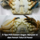 Ketam segar di pasar dengan isi padat dan berkualiti